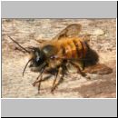 Osmia bicornis - Rote Mauerbiene m03.jpg